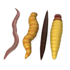 3d render of worm insects