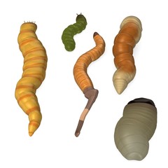 3d render of worm insects