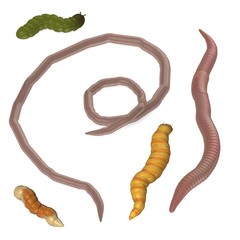 3d render of worm insects