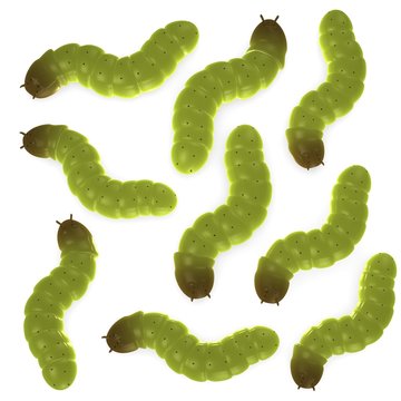 3d render of worm insects