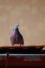 pigeon in the spring sun