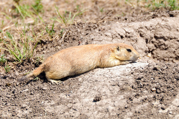 Prairie Dog at its Den