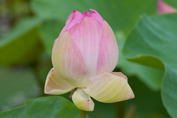 Fototapeta premium beautiful lotus with water