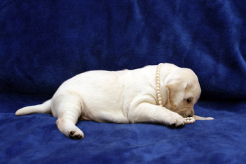 yellow labrador puppy with pearl beads