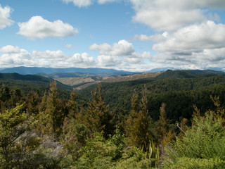 Forêt de Abel Tasman