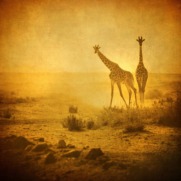 Fototapeta vintage image of giraffes in amboseli national park, kenya