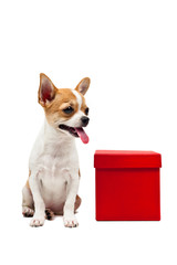 Pomeranian dog next to an red present box