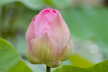 beautiful lotus with water