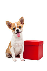 Pomeranian dog next to an red present box