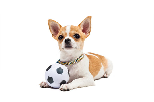 Pomeranian Dog, Young Puppy, Lies Down With Football