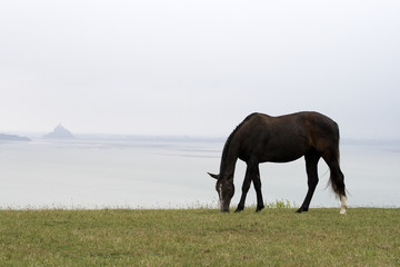 Cheval en bord de mer