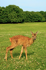 A fawn on a meadow
