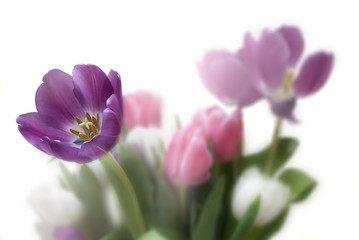 Obraz premium Tulip Floral background with right side copyspace