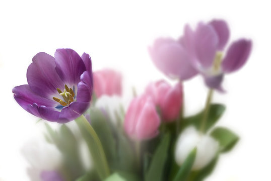 Tulip Floral background with right side copyspace