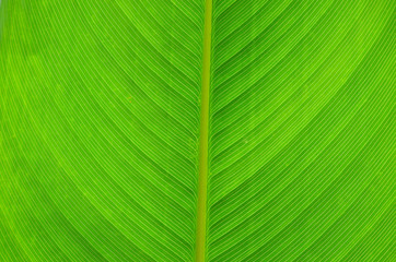 leaf texture
