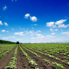 field with green sunflowers under cloudy sky