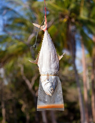 Fish drying on rope