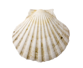 Scallop shell