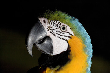 Spotlighted parrot