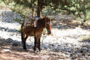 koń © tomasz horowski
