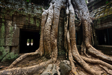 Fototapeta premium Tree roots envelop Ta Prohm temple Angkor