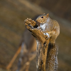 Strobist squirrel and deer