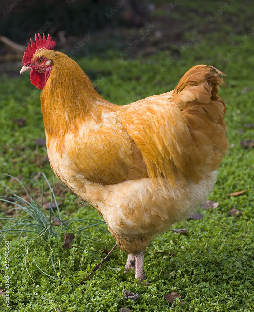 Wall mural rooster