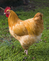 Rooster
