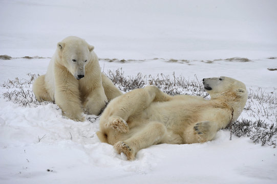 Polar bears playfool on the snow.