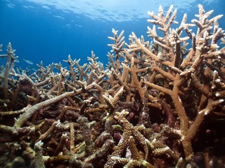 Coral Garden