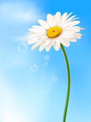Beautiful white daisy in front of the blue sky  Vector