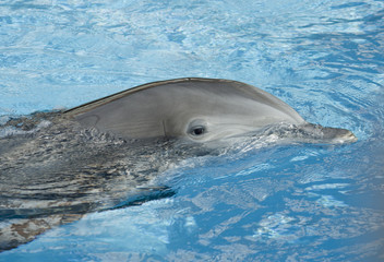 Blue Dolphin Close Up