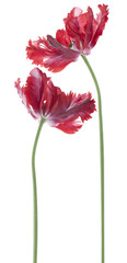 tulip