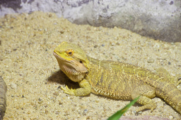 little lizard, Bearded Dragons in yellow lighting