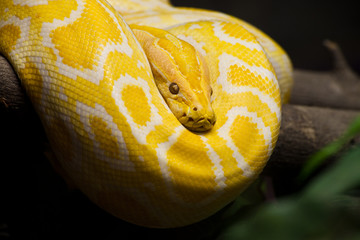 Naklejka premium Close up of Golden Thai Python, focus at eyes