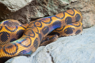 Close up of Bazillion Rainbow Bo, focus at eyes