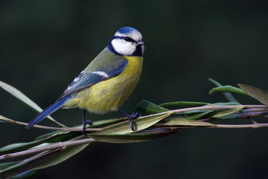 M&eacute;sange