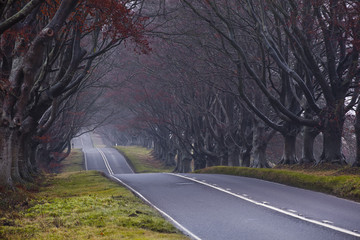 Beech avenue in Kingston Lacy, Dorset