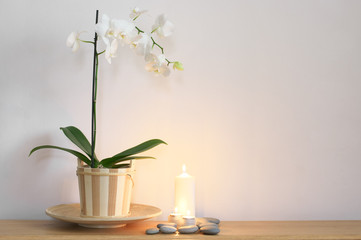 Still life with orchid