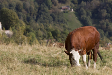 cow grazing in the summer