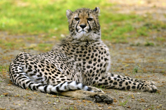 African Cheetah (Acinonyx jubatus) lying on grass