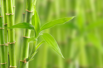 Fototapeta premium bambus