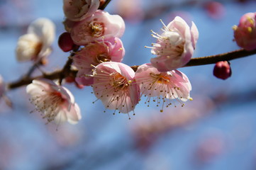 梅の花