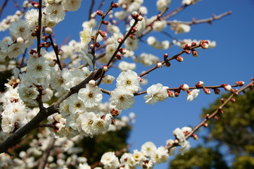 梅の花
