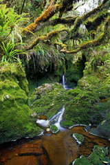 Forêt tropicale vierge, La Réunion.
