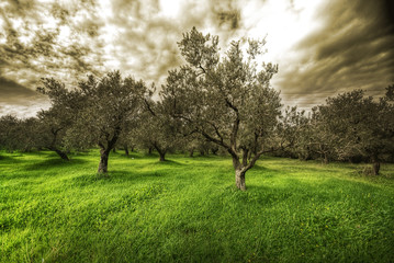 Olives tree in a green field and dramatic sky