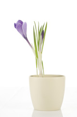 Purple crocus on white