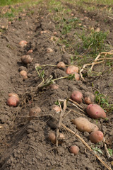 potatoes harvesting