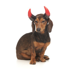 devil dachshund
