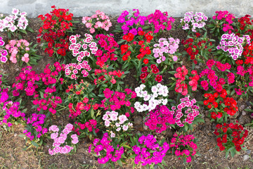Multicolored small flowers on the grass.